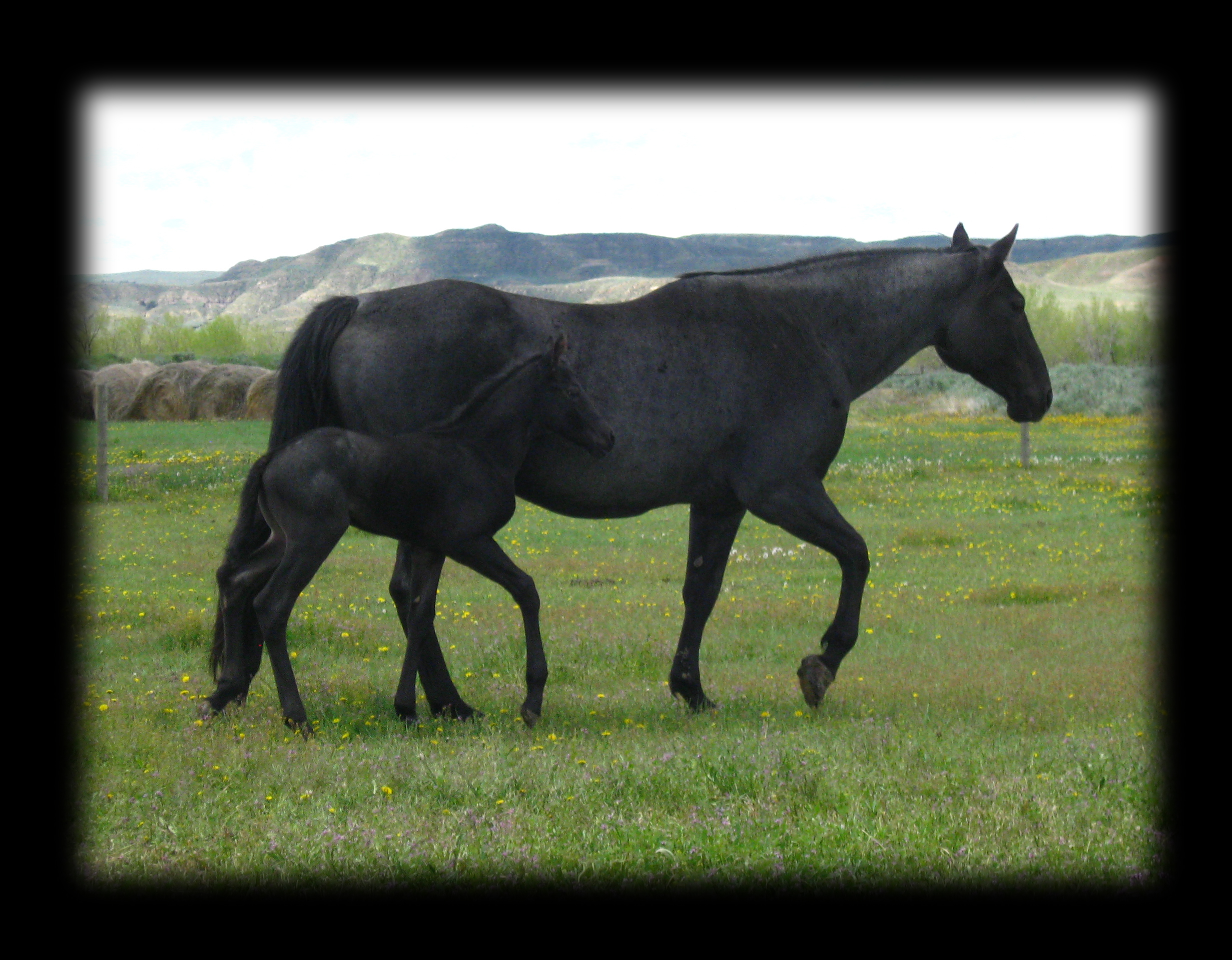 Blue Roan Stallion ,Joe Hancock  and Blue Valentine